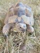 Rehomed..Spur Thighed : Male approx 5 years old (Littlefoot)